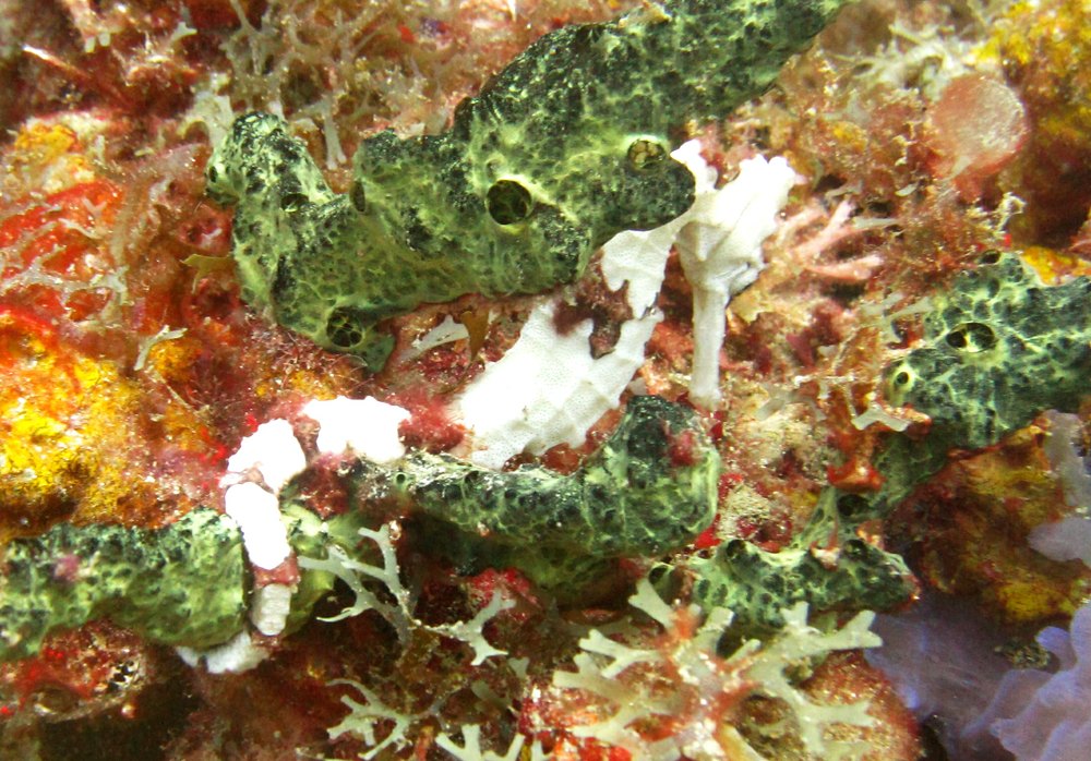 The find of the trip: a white Longsnout sea horse (Hippocampus reidi) at Flamingo Bay, about 10cm long. To find a sea horse at all 
						is an event, but white ones are really rare. Hurrah!